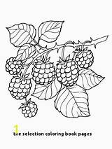 Coloring Selection Pages Book Blackberry Branch Divyajanani sketch template