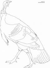 Turkey Wild Coloring Library Clipart Sketch sketch template