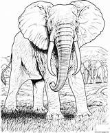 Coloring Elephant Adult Pages Animal Hard Printable Print Color sketch template