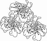 Coloring Lily Tiger Flower Pages Clipart Stamps Flowers Digi Lilies Colouring Clip Drawing Cliparts Bakery Gardens Homes Better Library Printable sketch template
