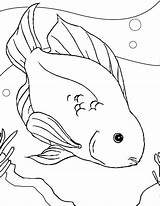 Fish Coloring Parrot Color Pages Printable Freshwater Drawing Ferret Betta Sheet Bowl Bluegill Footed Getcolorings Goldfish Template Kids Getdrawings Colour sketch template