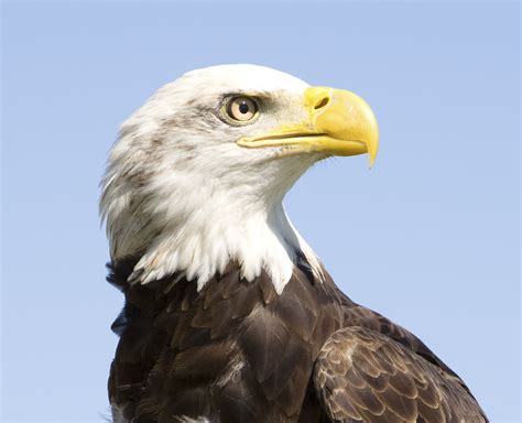 bald eagle facts animals  north america worldatlas