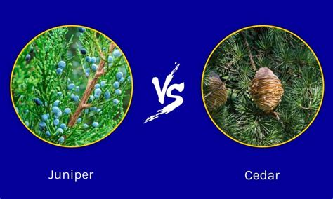 juniper  cedar  key differences   animals