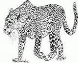 Leopard Pardus Panthera Felidae sketch template