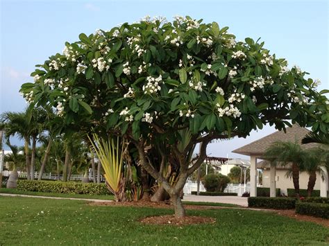 photo     white plumeriafrangipani tree flowers