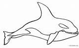 Coloring Pages Whale Killer Shamu Orca Printable Cool2bkids Kids Clipart sketch template