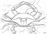 Crab Coloring Realistic Adult Pages Coloringbay sketch template