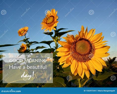 de goedemorgen van ochtendgroeten heb een mooie dag met zonnebloemenbloesem de