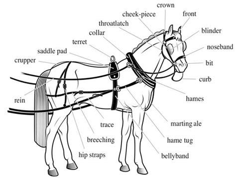harness saddle making horse harness horses draft horses