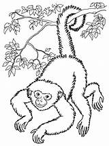 Singe Monkey Singes Noix Monkeys Guenon Coloriages Gratuit Pleine Acrobatie Vbs Baby Suivant Hanging sketch template