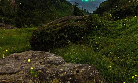 grandfather glows bioluminescent evenings  grandfather mountain