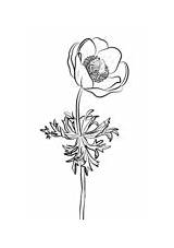 Flower Coloring Anemone Pasque Eastern sketch template