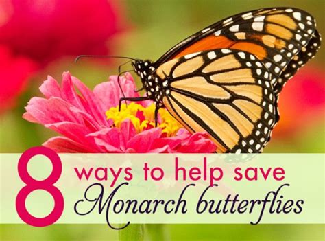 8 ways that you can help save monarch butterflies