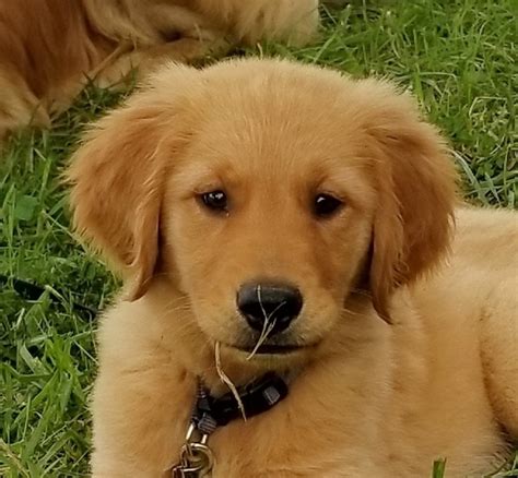 recklessly golden retriever puppy sydney