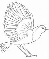 Coloring Pages Robins Birds Rocks Bird sketch template