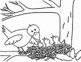 Coloring Pages Nest Bird Mother Babies Put Her Kids Nests Searches Worksheet Recent Color sketch template
