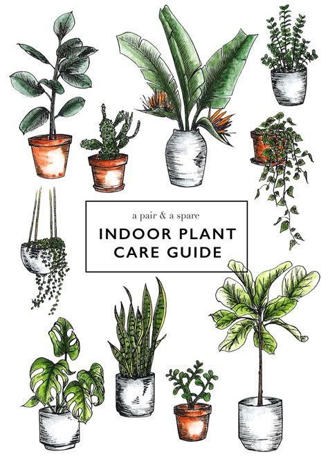 care  indoor plants  pair  spare bloglovin