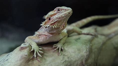 agama australian dragon lizard stock video footage storyblocks