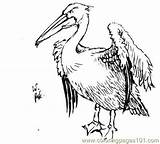 Pelican Coloring Printable Birds sketch template