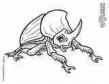 Escarabajo Coloriage Scarabee Rhinoceros Dibujo Escarabajos Imprimer Insectes Ligne sketch template