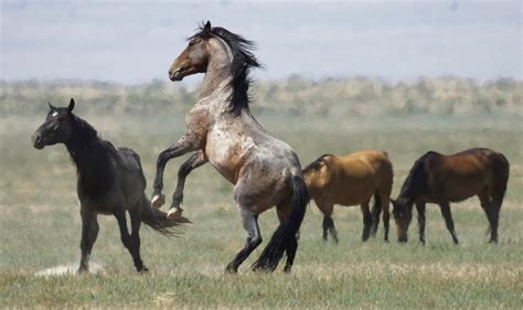 hundreds  wild horses  california set     slaughter