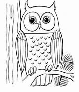 Owl Coloring Pages Cute Clipart Colouring Tree Library Sheet Popular sketch template