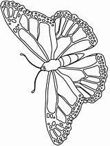 Butterfly Printable Coloring Templates Pages Popular sketch template