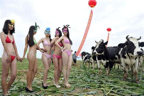 Weird Stuff China S First Ever Dairy Cow Pageant Cool