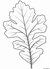 Oak Leaf Coloring Pages Template Sketch sketch template
