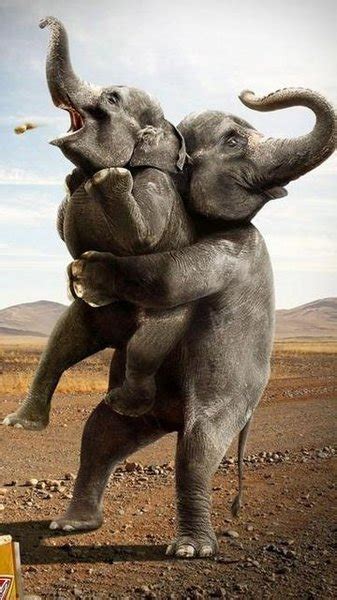 Funny Funny Pictures Funny Elephant In Circus