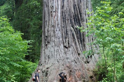 amazing giant redwood trees  northern california
