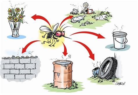 effective tips   dengue  bay