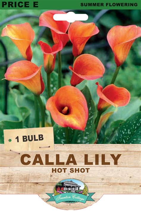 Trenton Cottage Calla Lily Hot Shot