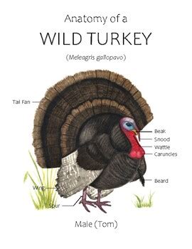 wild turkey anatomy poster    simple  beginning tpt