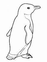 Penguins Pinguin Emperor Adelie Realistic Malvorlagen Popular sketch template