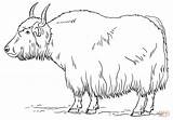 Yak Coloring Pages Printable Drawing Dot Print sketch template