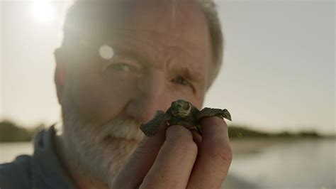 bbc four nature s turtle nursery secrets from the nest