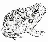 Toad Drawing Drawings Frog Ink Horned Detailed Tattoo Toads Tattoos Getdrawings sketch template