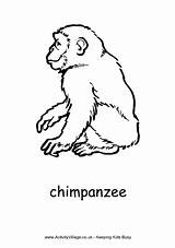 Chimpanzee Colouring Pages Coloring African Animal Activity Chimpanzees Monkey Explore Chinese Activityvillage Print Village sketch template