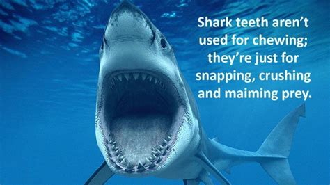 interesting shark facts   surprise  amaze