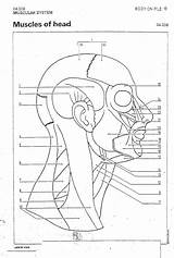 Muscles Head Coloring Neck 2310 Bio Objectives Exercise Anatomy Human sketch template