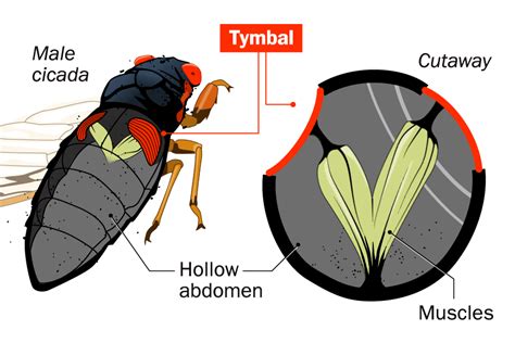 An Animated Guide To This Year S Brood X Cicada Emergence Time