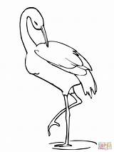 Crane Coloring Drawing Flamingo Pages Leg Bird Stands Elephant Sitting Beak Animal Stork sketch template