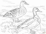Coloring Mallard Pages Ducks Duck Male Female Colouring Printable Coloriage Color Supercoloring Umbrella Adult Sheets Canard Drawing Colorier Dessin Book sketch template