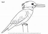 Kingfisher Belted Bezoeken sketch template