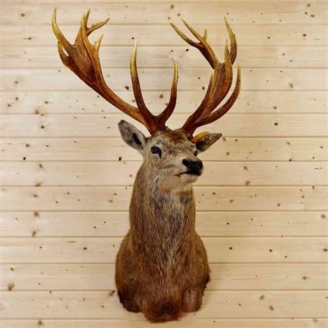 red stag taxidermy mount  sale sw