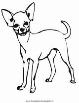 Colorare Cani Disegno Hunde Piccoli Chiwawa Ausmalen Clipartmag Malvorlage Disegnare sketch template