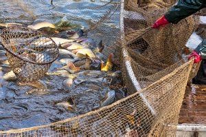 angeln  niedersachsen ohne angelscheinfischereischein