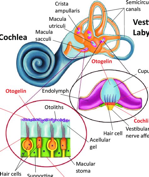 anatomy   vestibular labyrinth  labeled structures  black