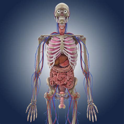 anatomy   human bodies